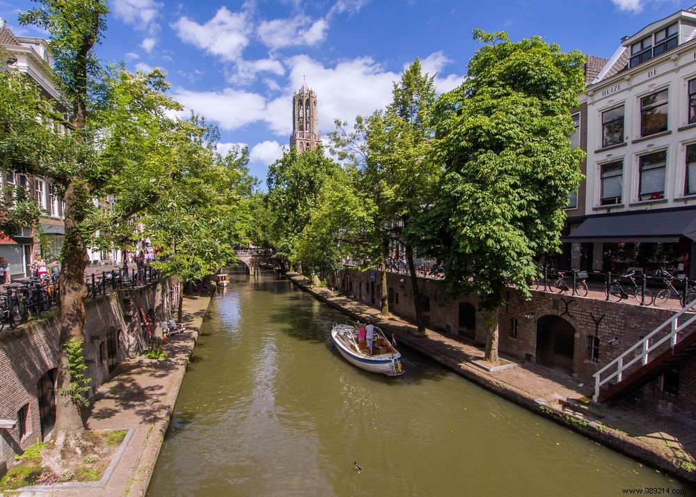 Trees can have a negative effect on air quality in cities 