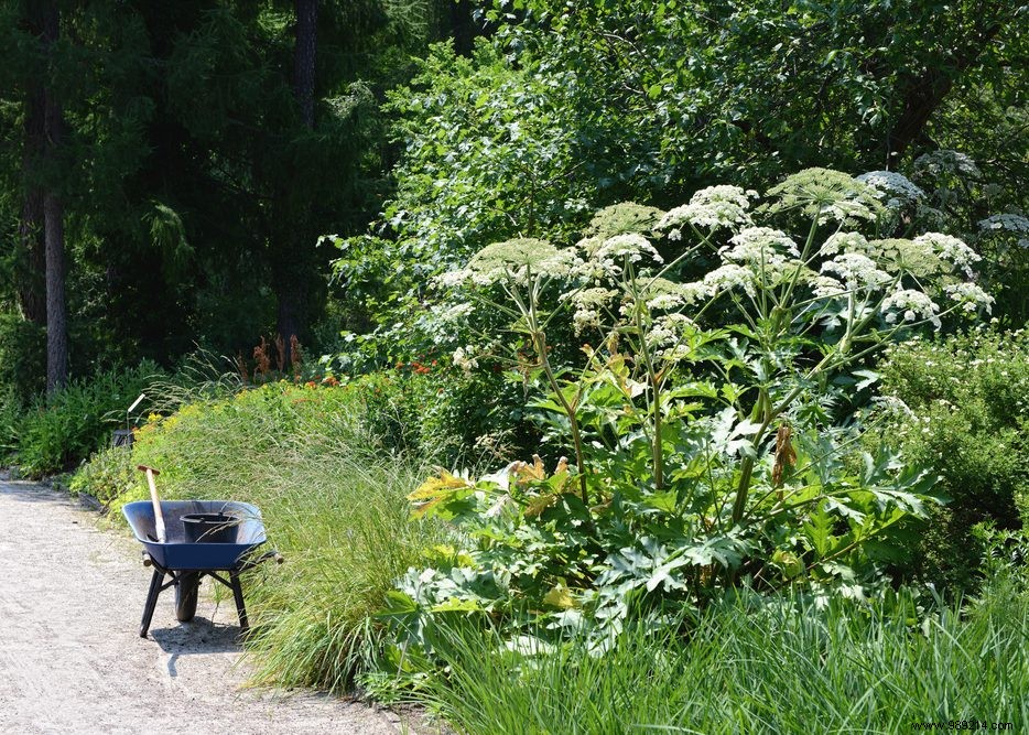 Beware of the Hogweed 