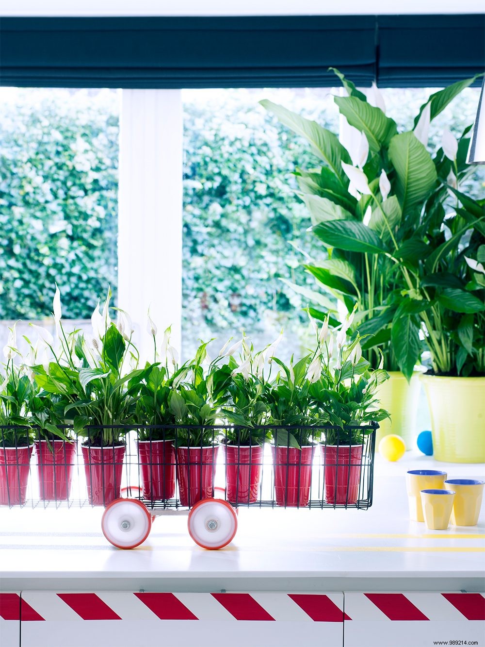 8 plants to get at home 