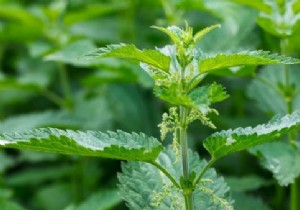 What to do against itching from a nettle sting? 