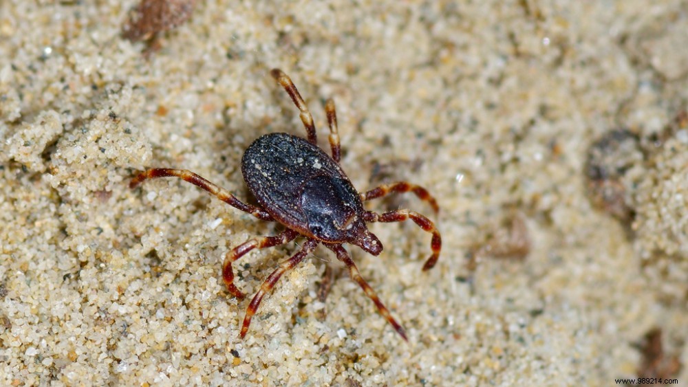 Giant tick now also in the Netherlands 