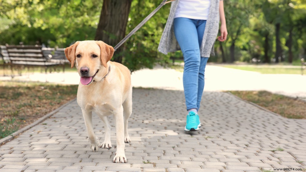 Do you want to do something about your health? Get a dog! 