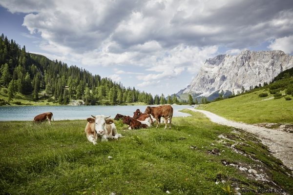 Austria organic farming champion 