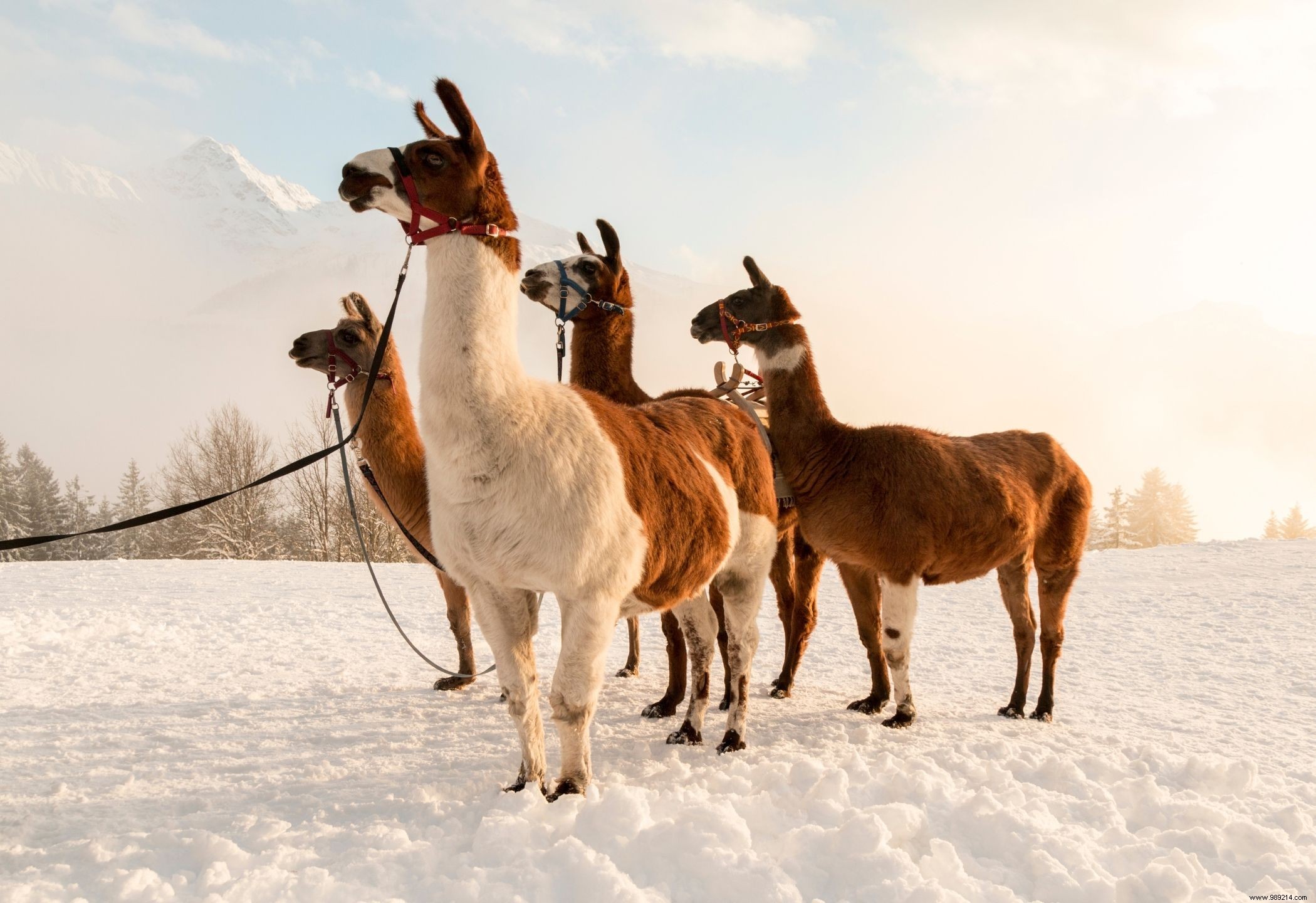 Relaxed charging in winter Austria 