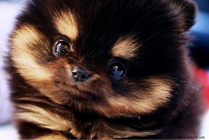 8 cute Pomeranian puppies 