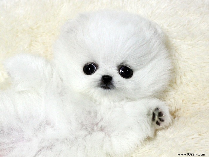 8 cute Pomeranian puppies 