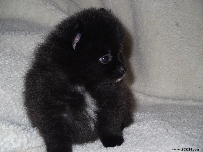 8 cute Pomeranian puppies 