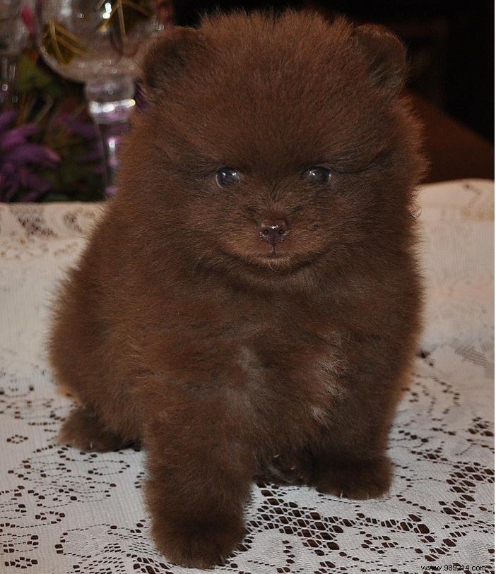 8 cute Pomeranian puppies 