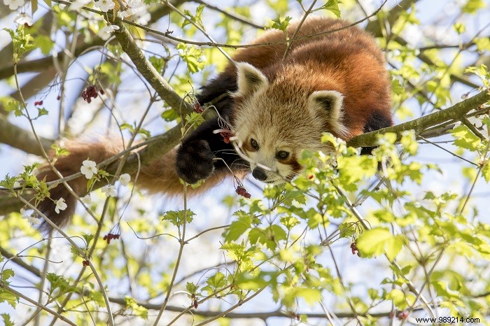 Here are the pictures of the Red Pandas of the GaiaZOO 