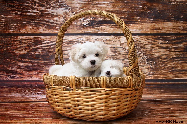 Eye Candy:10 x Cute Puppies 