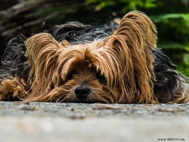 Eye Candy:10 x Cute Puppies 