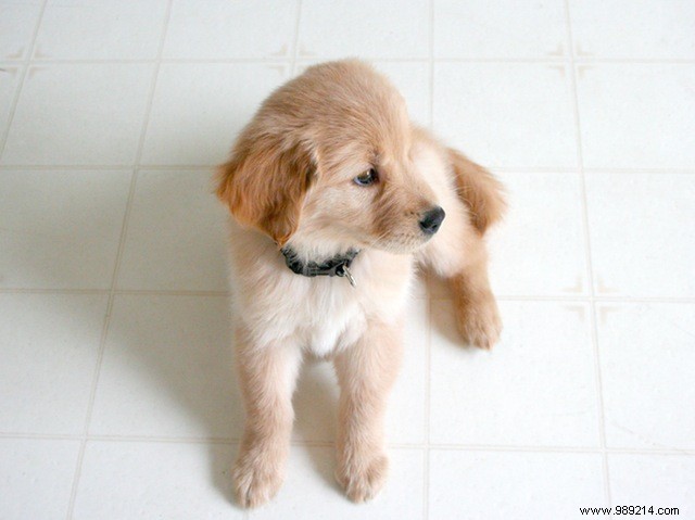 Eye Candy:10 x Cute Puppies 