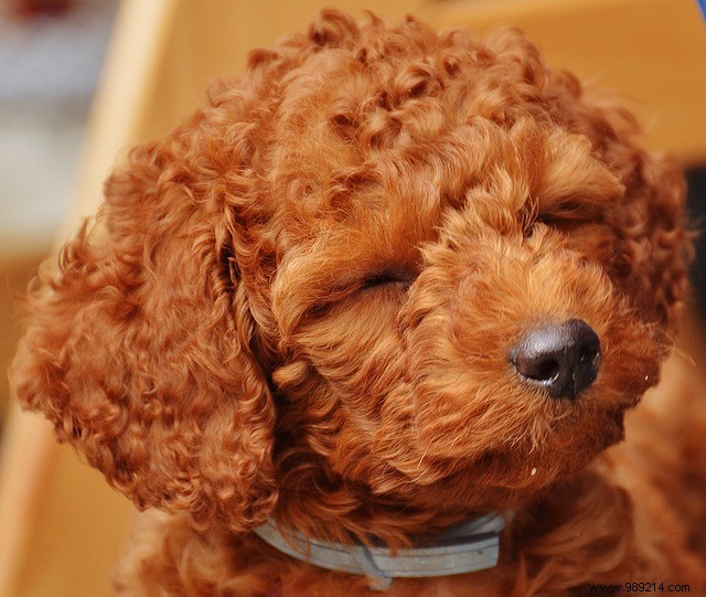 Eye Candy:10 x Cute Puppies 