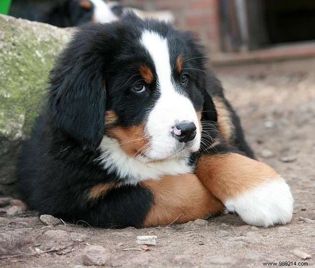 Eye Candy:10 x Cute Puppies 