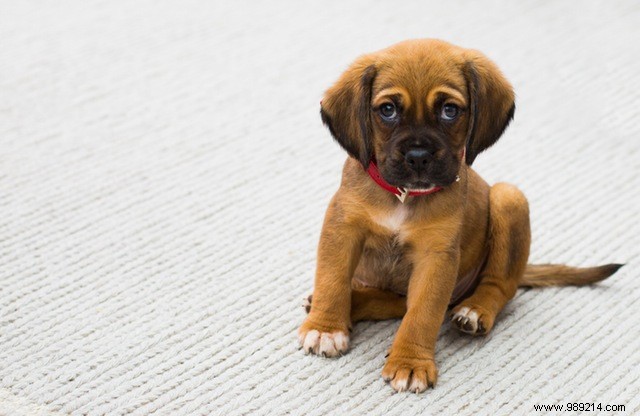 Eye Candy:10 x Cute Puppies 