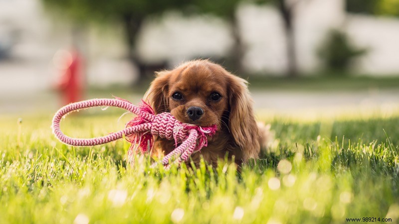 Eye Candy:10 x Cute Puppies 