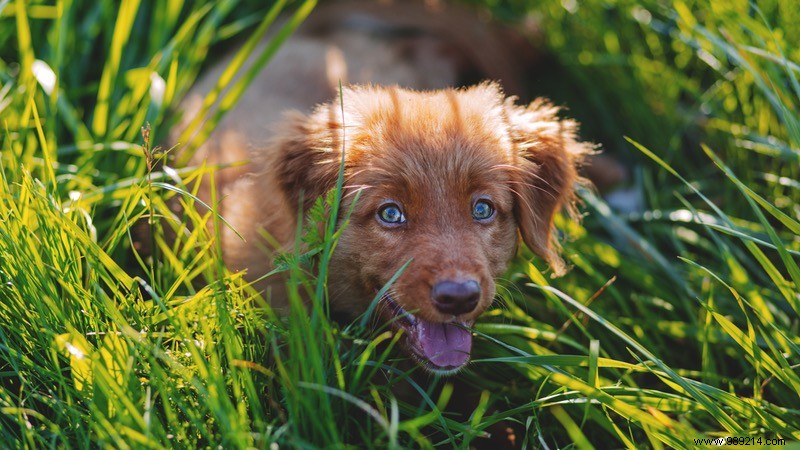 Eye Candy:10 x Cute Puppies 