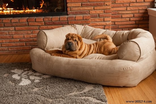 8 x the nicest dog beds 