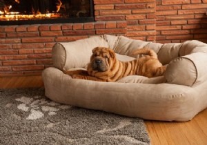 8 x the nicest dog beds 