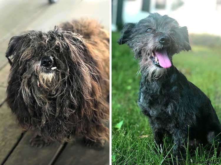 10 x Shelter Dog Makeovers 