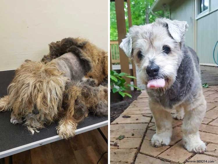 10 x Shelter Dog Makeovers 