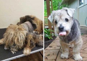 10 x Shelter Dog Makeovers 