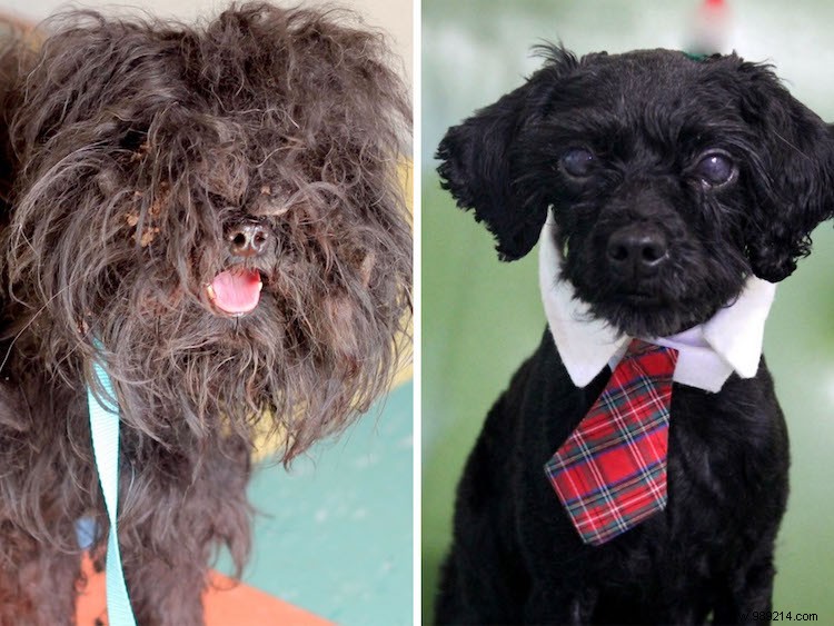 10 x Shelter Dog Makeovers 