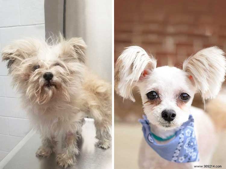 10 x Shelter Dog Makeovers 