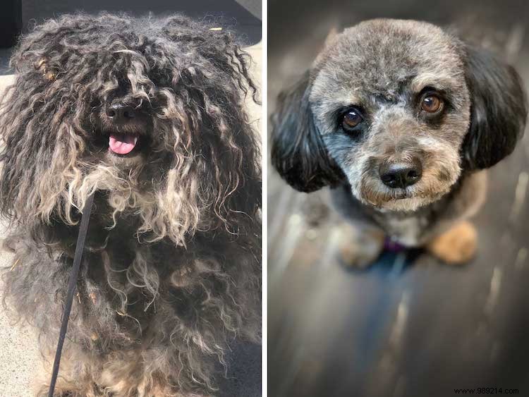 10 x Shelter Dog Makeovers 