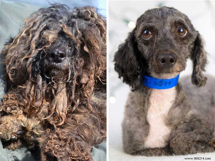 10 x Shelter Dog Makeovers 