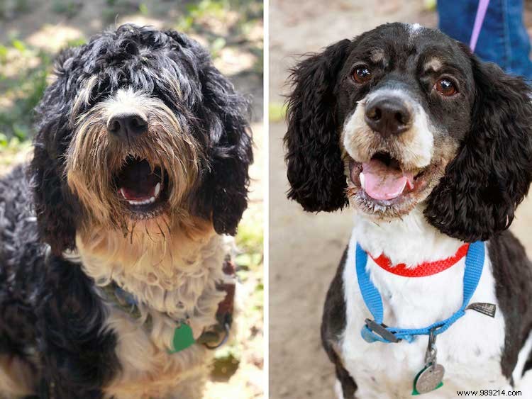 10 x Shelter Dog Makeovers 