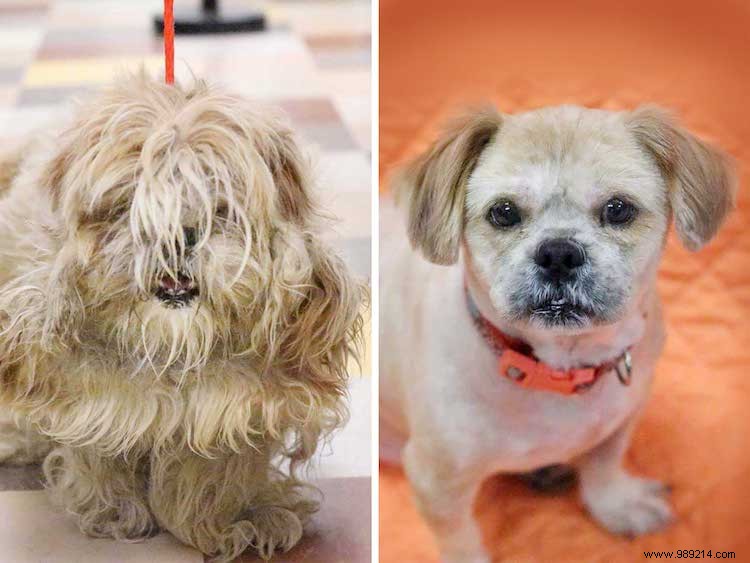 10 x Shelter Dog Makeovers 