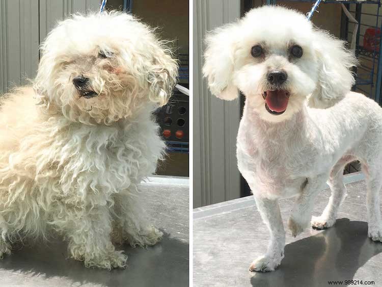 10 x Shelter Dog Makeovers 