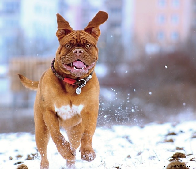 These dogs are making the most of the winter season! 