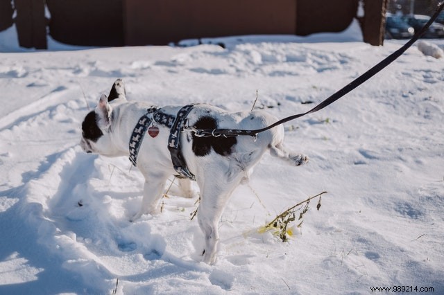 These dogs are making the most of the winter season! 