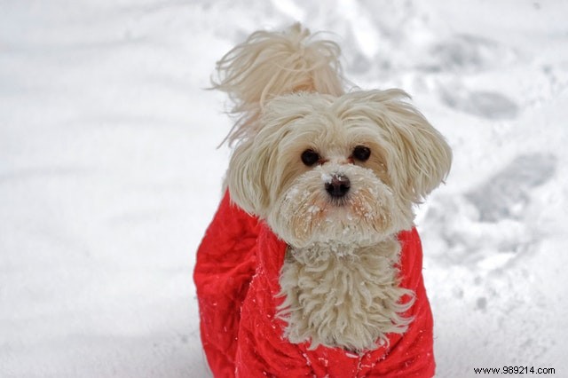 These dogs are making the most of the winter season! 