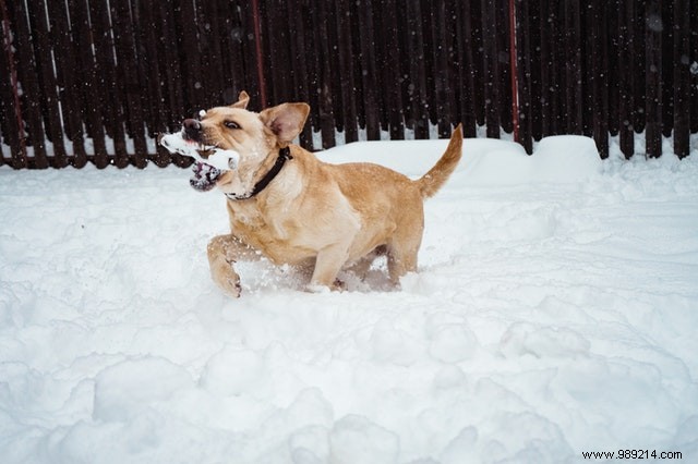 These dogs are making the most of the winter season! 