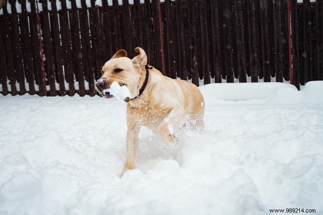 These dogs are making the most of the winter season! 