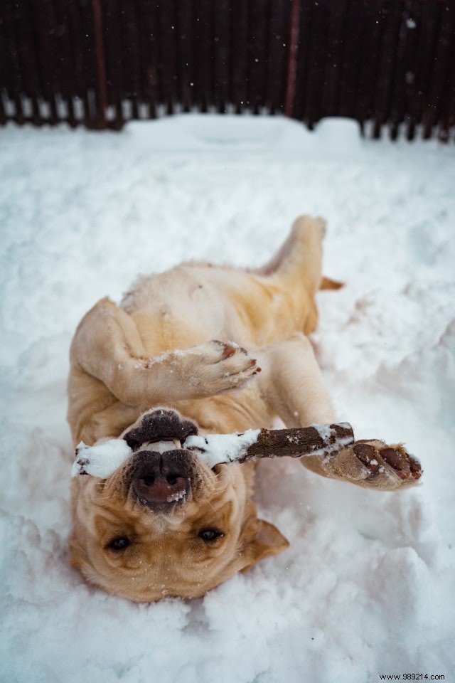 These dogs are making the most of the winter season! 