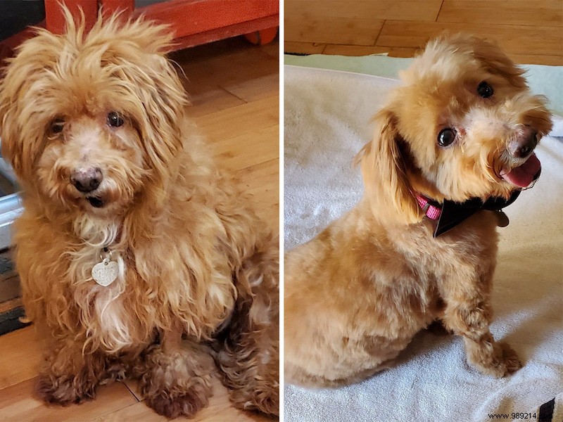 The top 10 shelter dog makeovers of 2020 