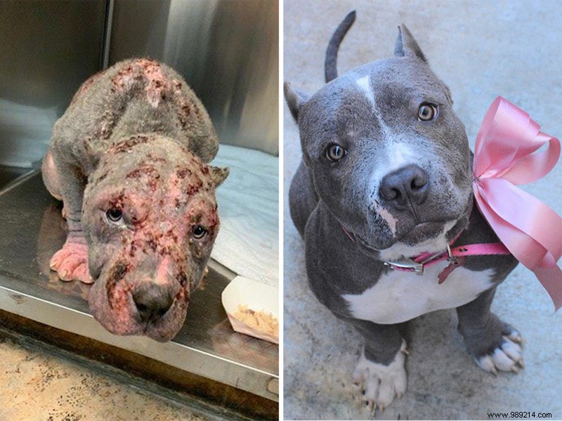 The top 10 shelter dog makeovers of 2020 