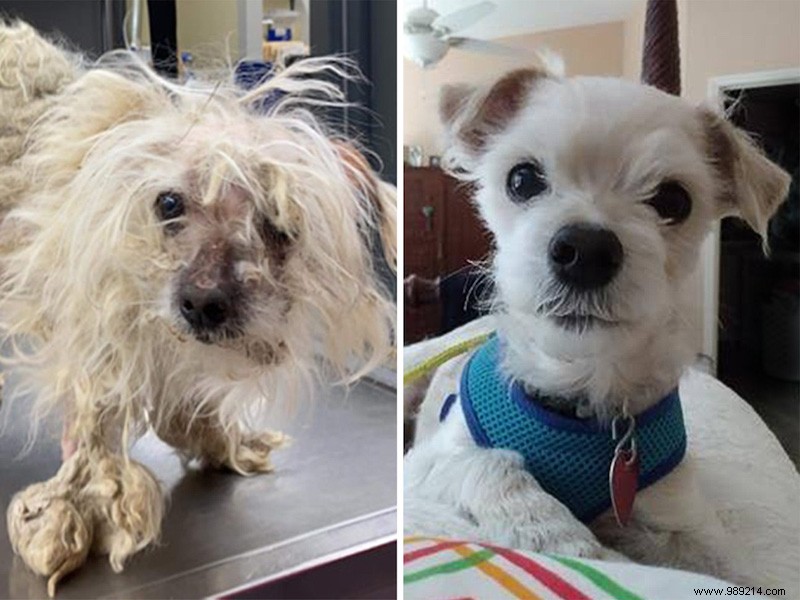 The top 10 shelter dog makeovers of 2020 