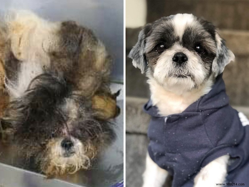 The top 10 shelter dog makeovers of 2020 