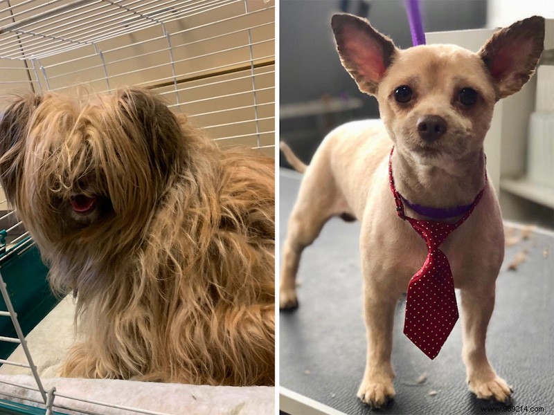 The top 10 shelter dog makeovers of 2020 