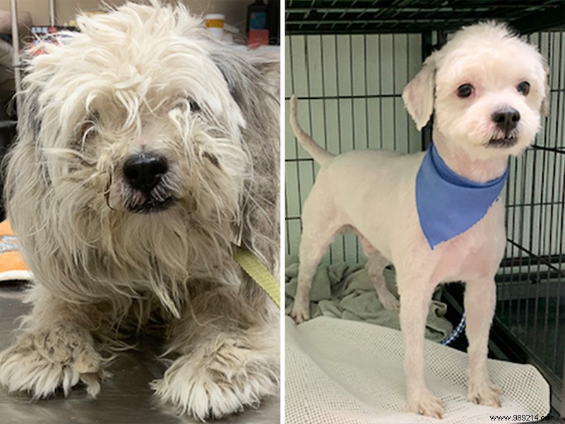 The top 10 shelter dog makeovers of 2020 