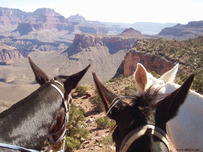 Five insider tips to discover the Grand Canyon 