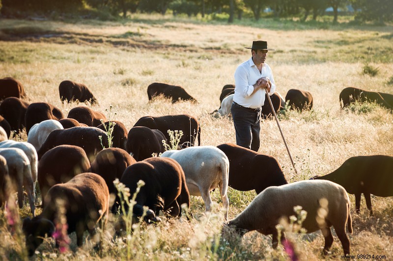 On holiday to the  Quinta :Portuguese country life 