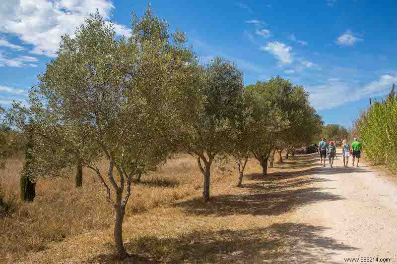 On holiday to the  Quinta :Portuguese country life 