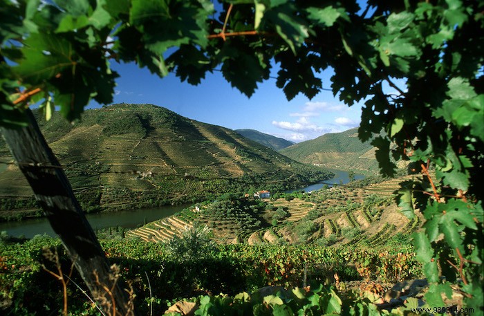 A taste of a journey through Portugal s wine regions 