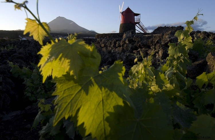 A taste of a journey through Portugal s wine regions 